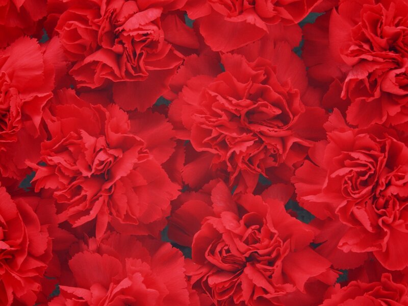 Red carnation flowers
