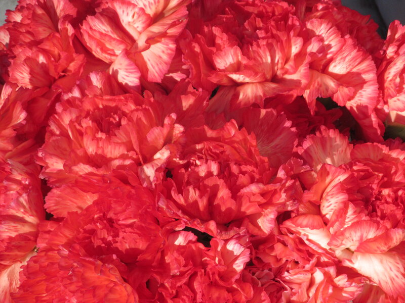 Red Carnation Flowers — Vibrant, Afternoon