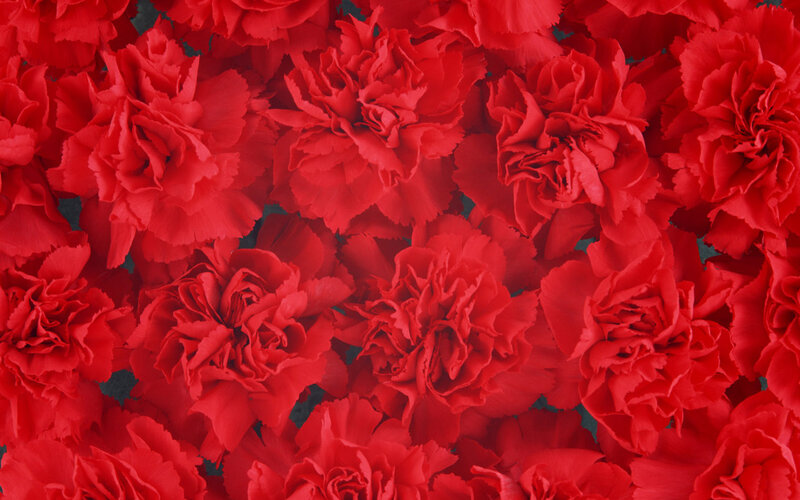 Red Carnation Flowers — Vibrant, Photograph