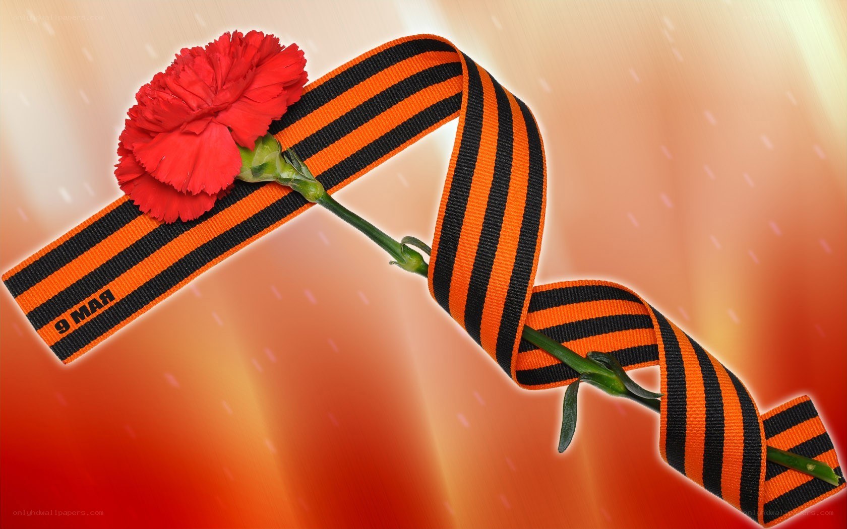 Red carnation with St. George ribbon