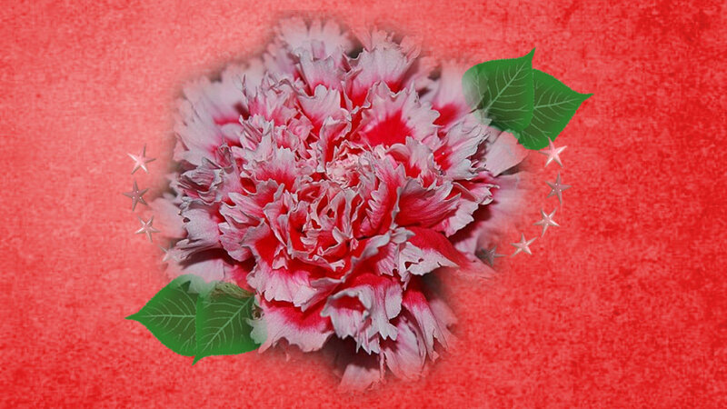 red carnation with stars