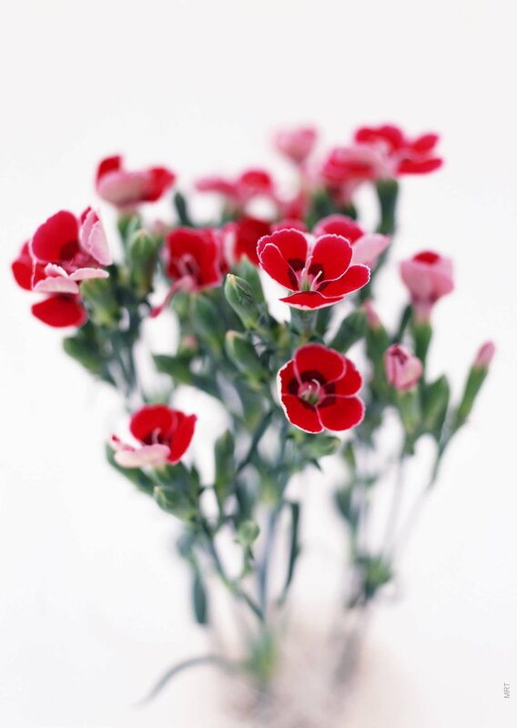 Red carnations in a bouquet