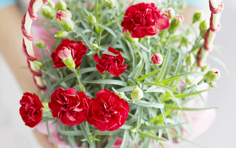 Red Carnations in Basket — Calm