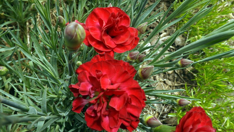 Red Carnations in Bloom — Natural, Spring