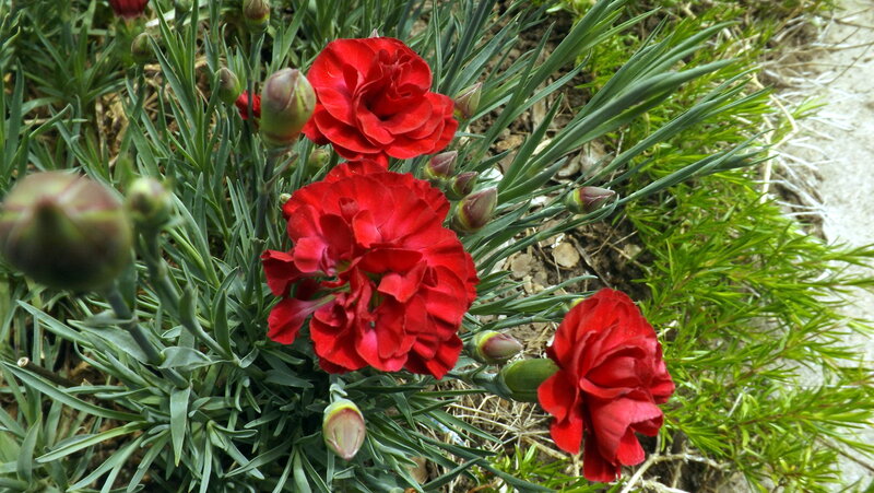 Red Carnations in Bloom — Natural