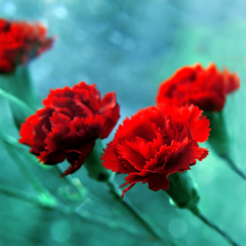 Red Carnations in Bloom — Serene