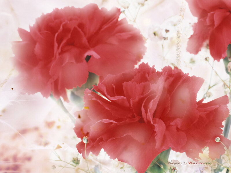 Red Carnations in Bloom — Soft