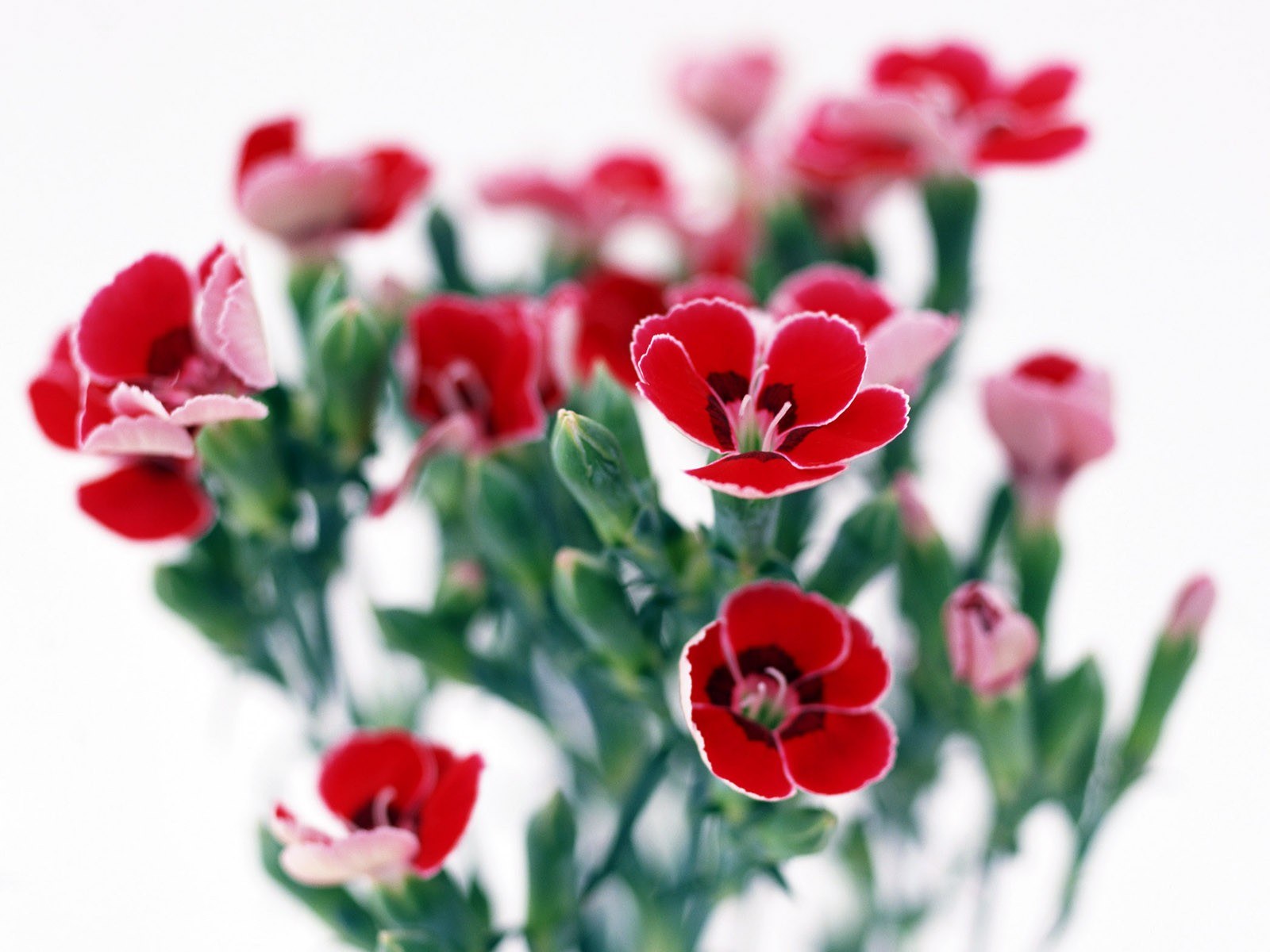 Red carnations in bloom