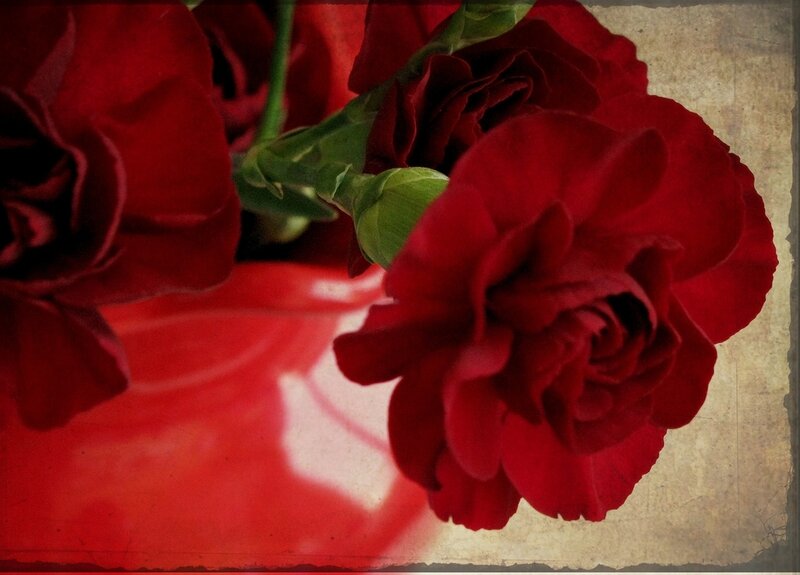 Red Carnations in Vase — Dramatic