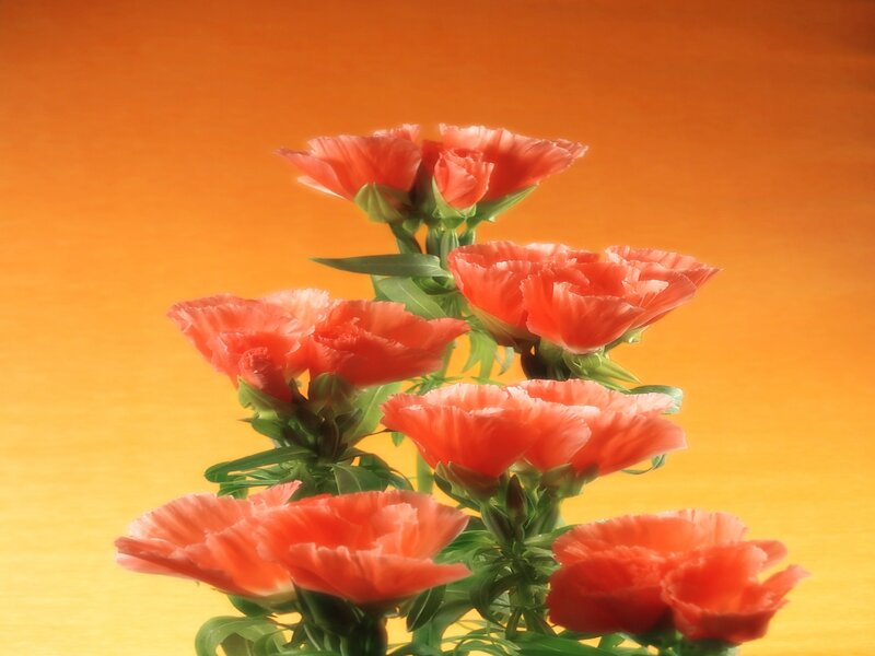 Red carnations on orange