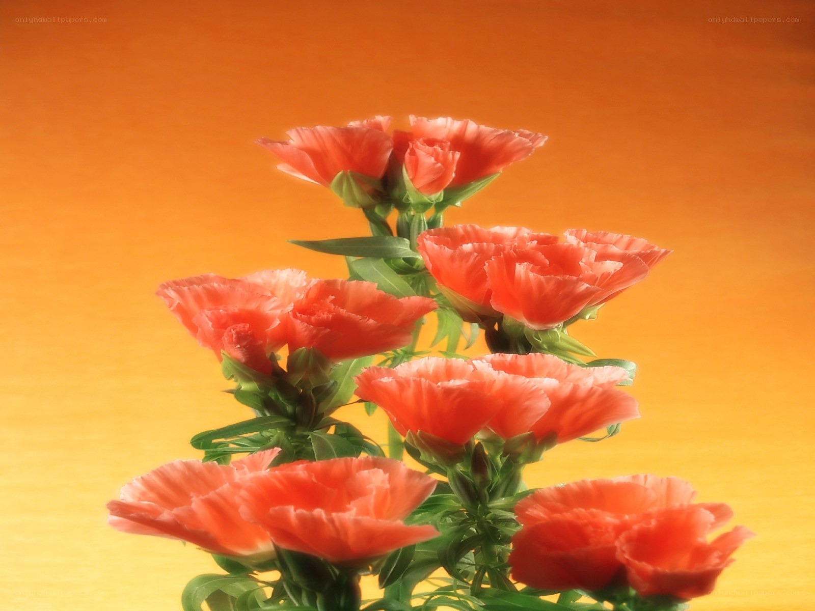 Red carnations on orange