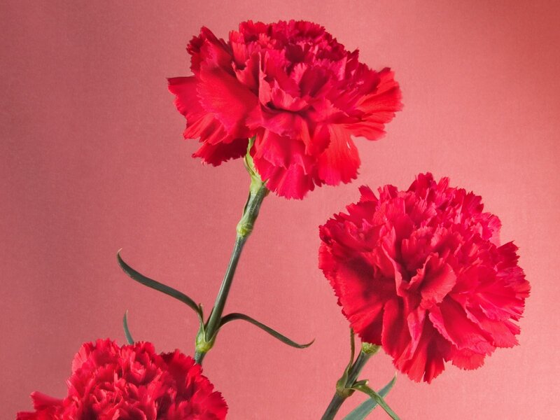 Red carnations on pink background