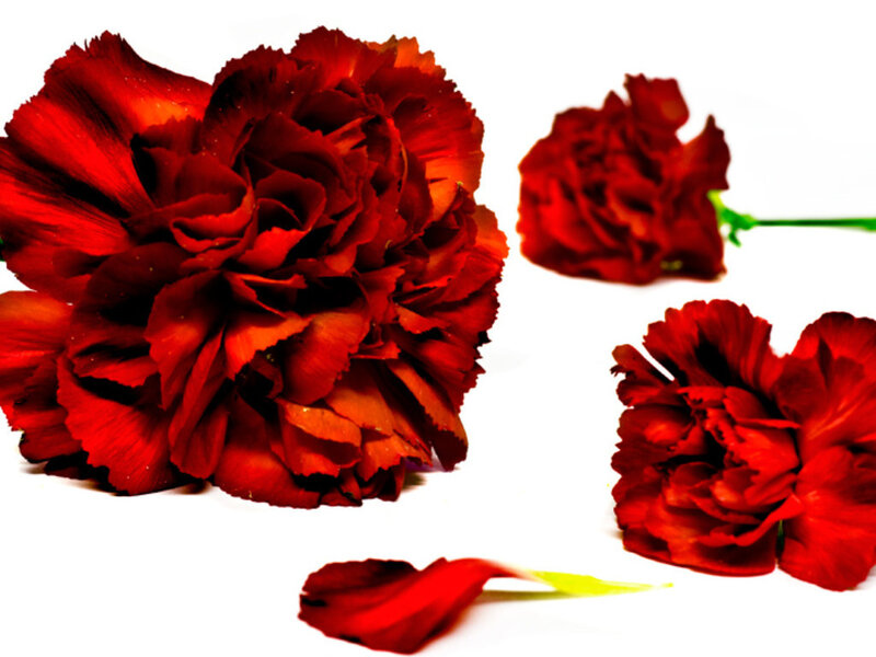red carnations on white