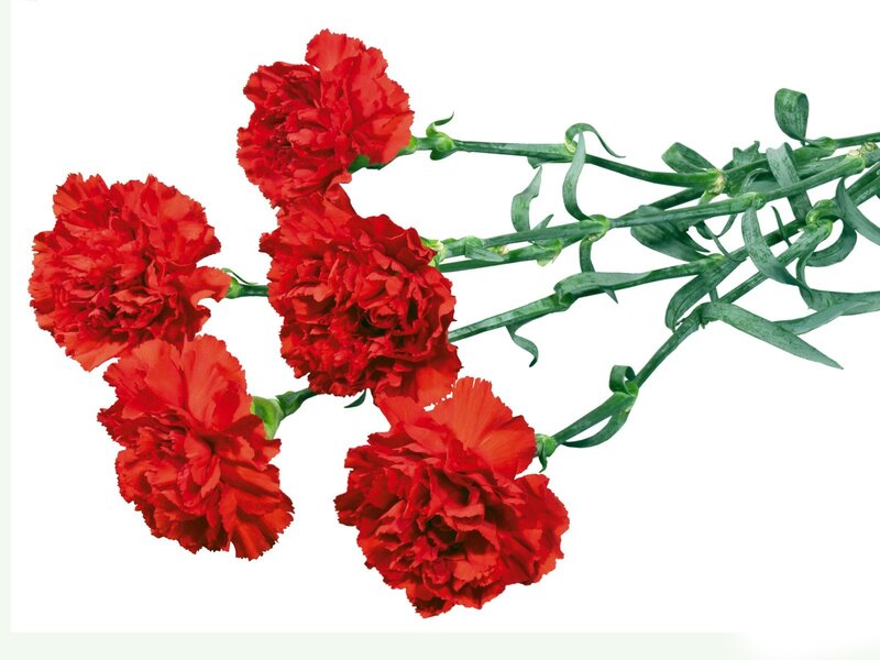 Red carnations on white background
