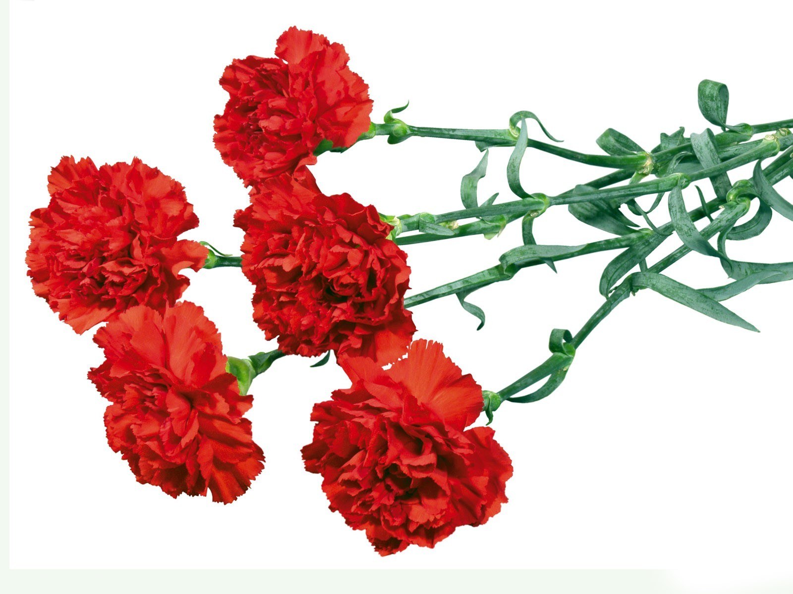 Red carnations on white background