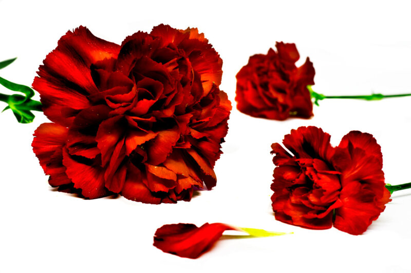 Red Carnations on White — Calm