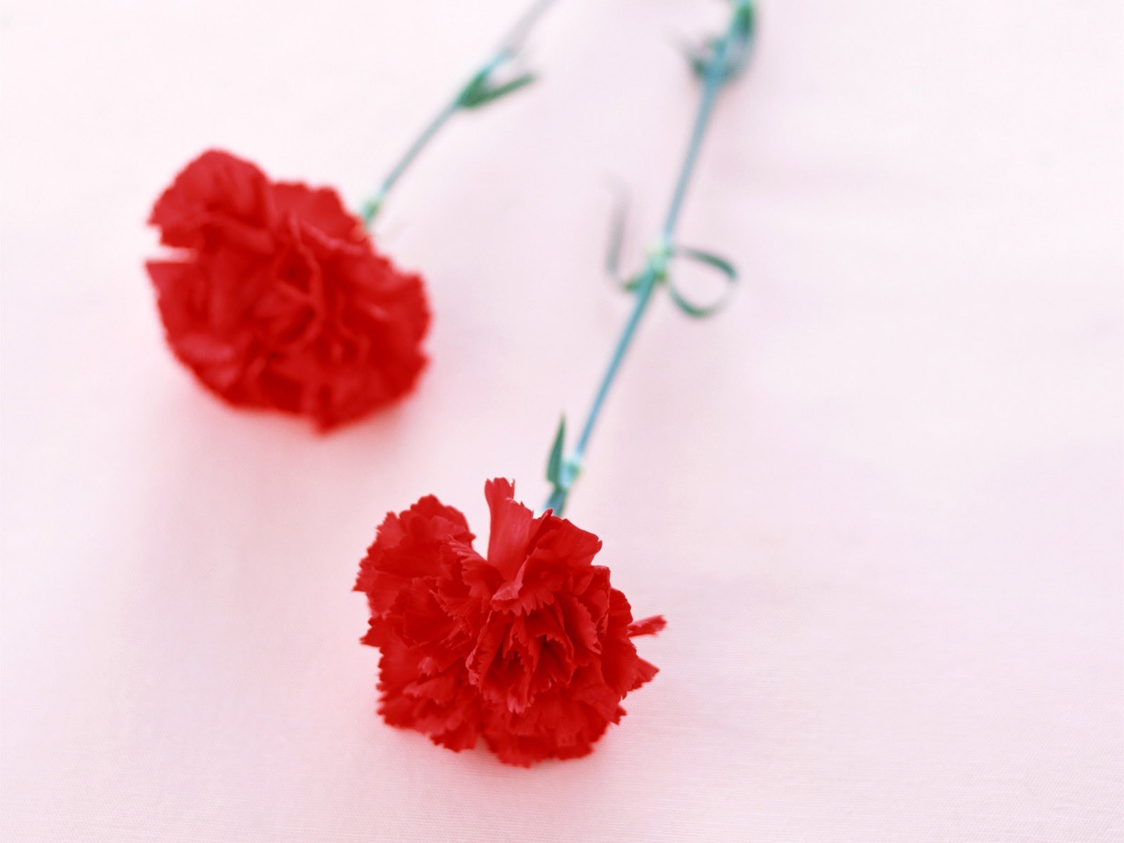 Red carnations on white
