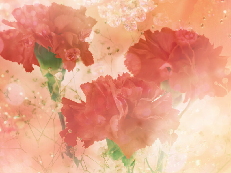 Red Carnations with Baby's Breath — Pink, Dreamy