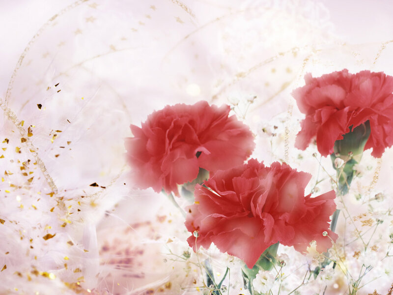 Red Carnations with Baby's Breath — Pink, Soft