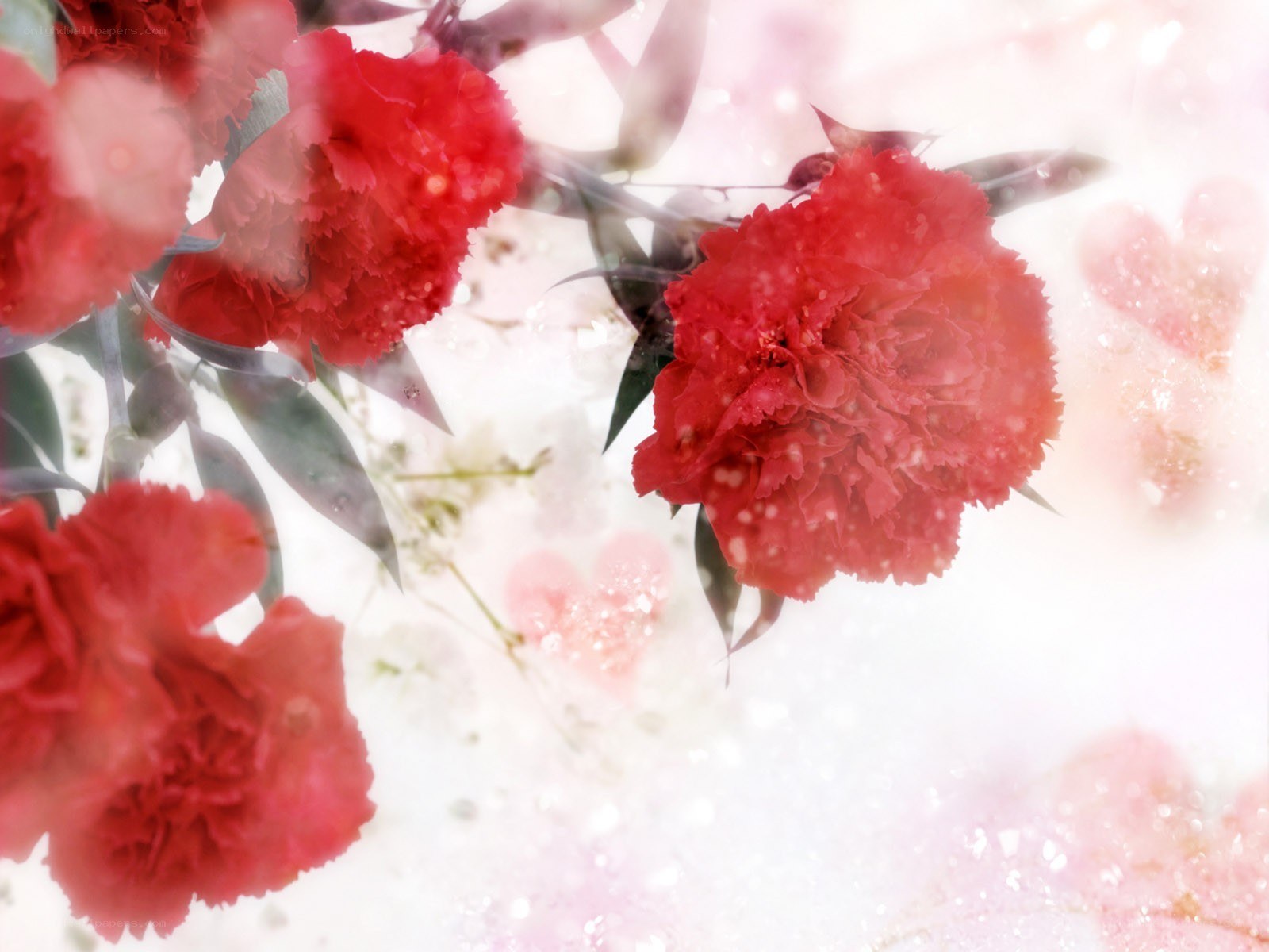 Red carnations with soft focus