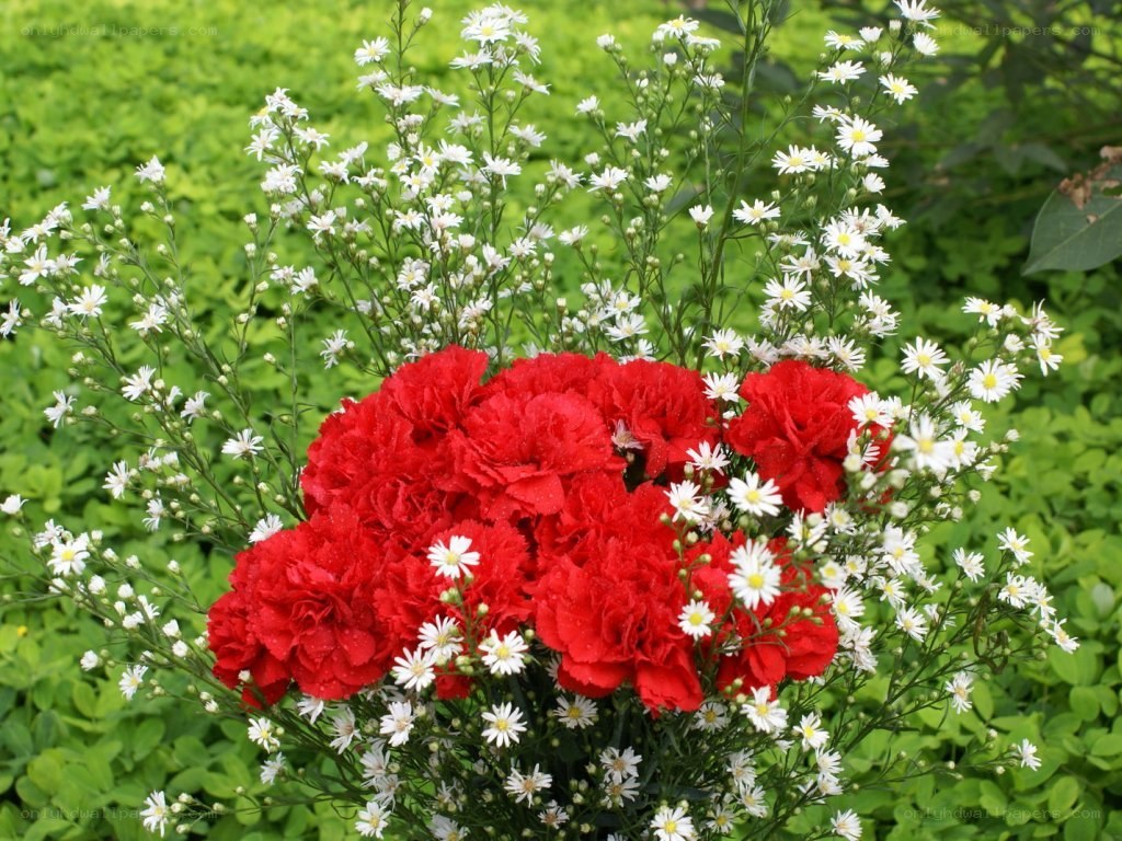 red carnations with white flowers