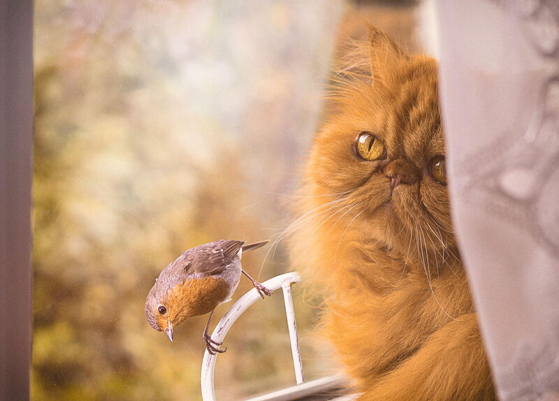 Red Cat and Bird