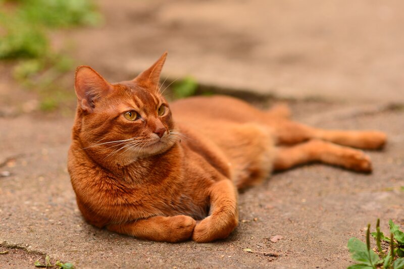 Red Cat Lying Down