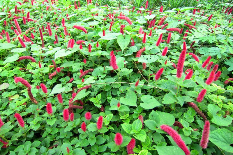 Red Cat's Tail Flowers