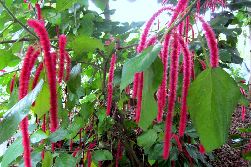 Red Cat's Tail Plant