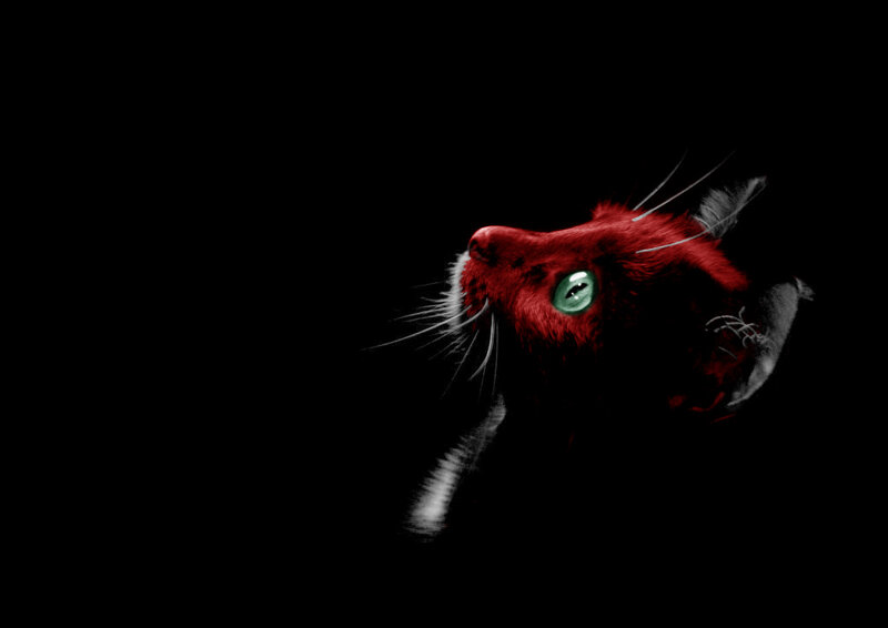 red cat with green eyes
