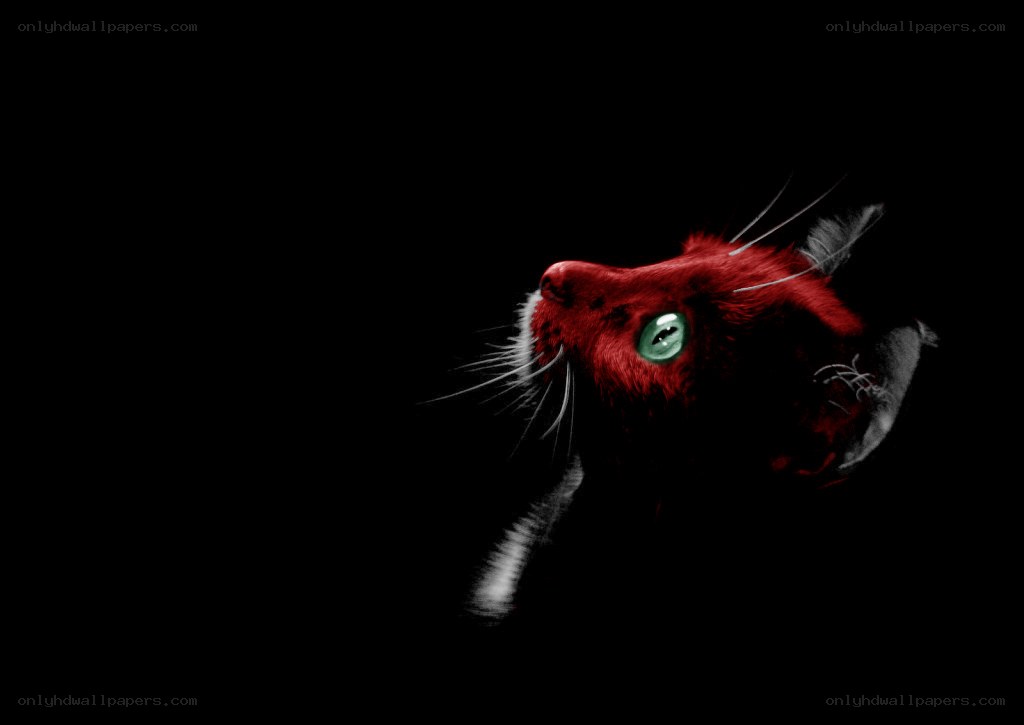 red cat with green eyes