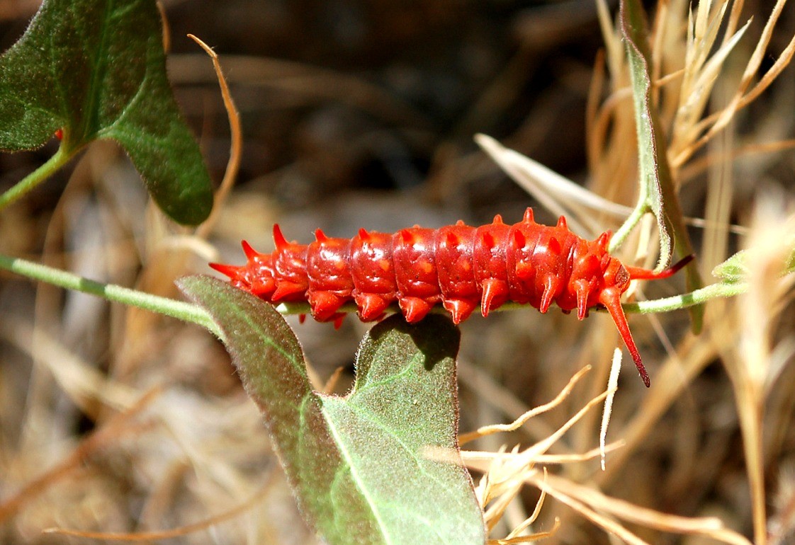 Red caterpillar on a leaf
