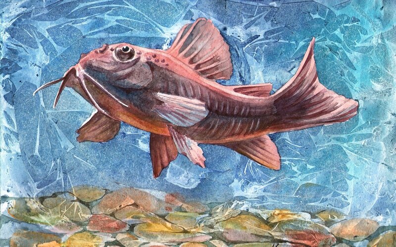 Red Catfish in Water