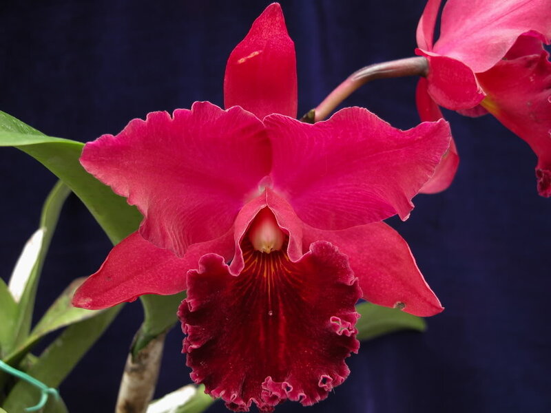 Red Cattleya Orchid — Dramatic