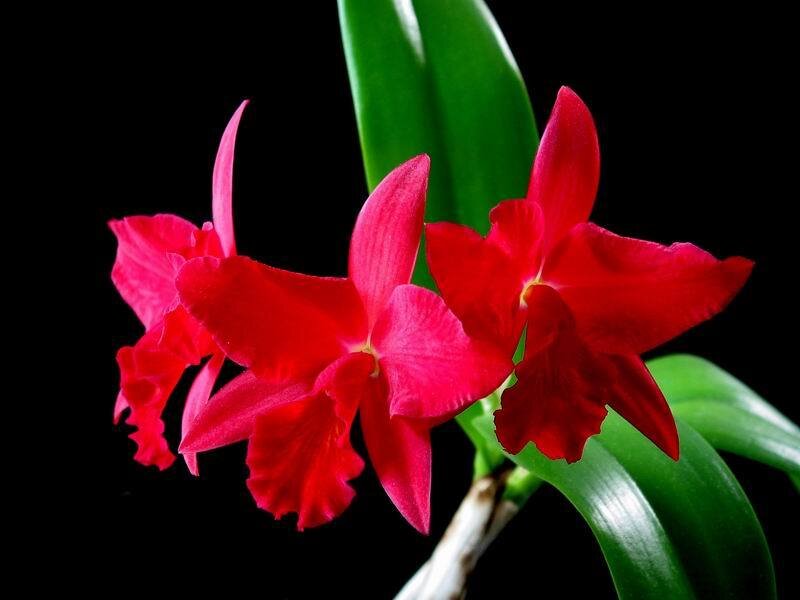 Red Cattleya Orchid