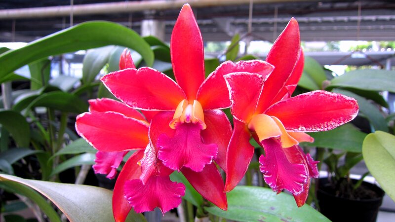 Red Cattleya Orchid — Vibrant