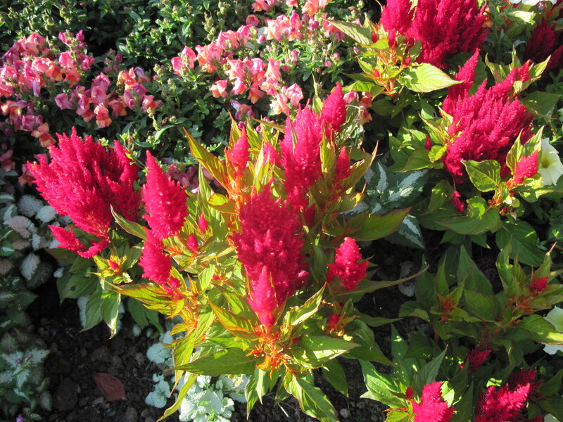 Red Celosia Flowers