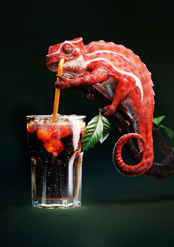 Red Chameleon Drinking Soda
