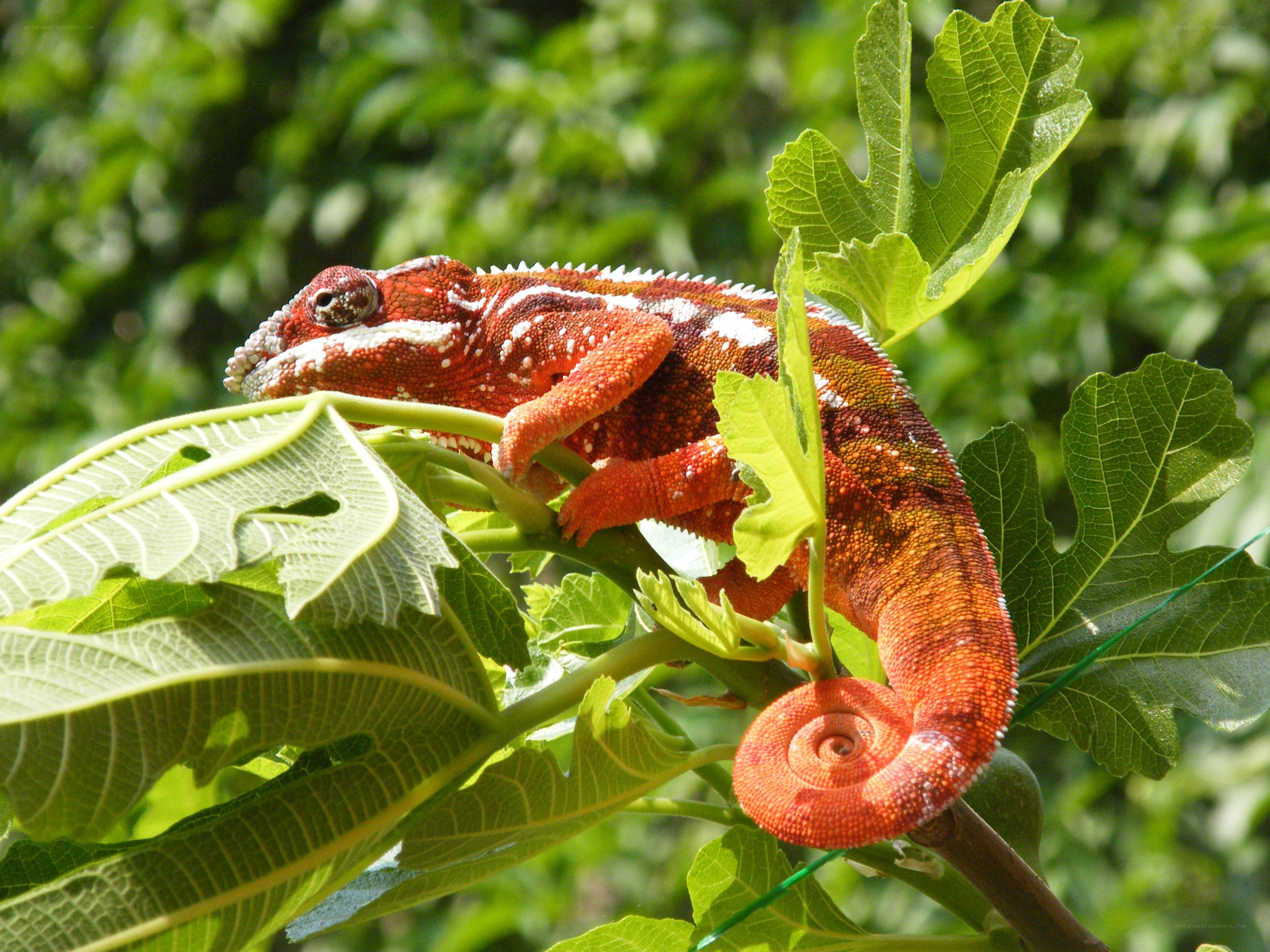 Red chameleon on a leafy branch