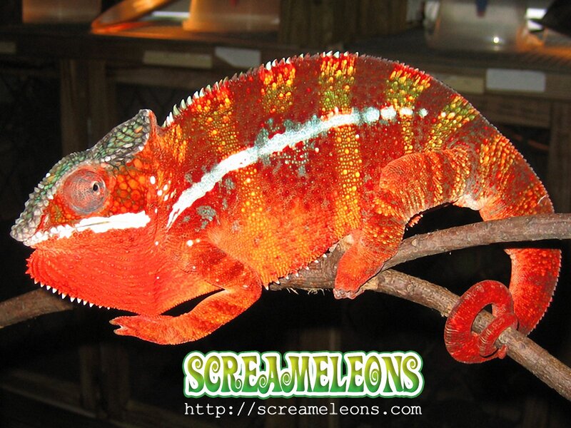 Red Chameleon on Branch — Calm, Photograph, Text Logo