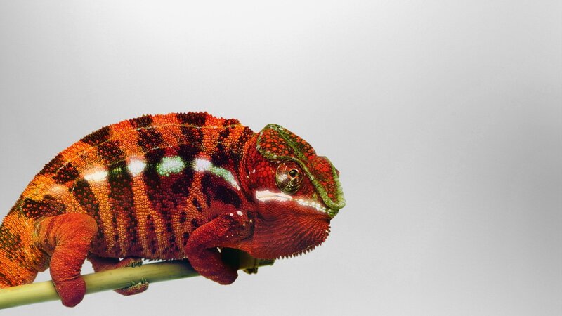 Red Chameleon on Branch — Calm