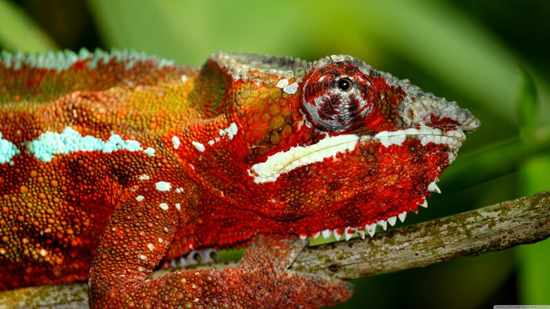 Red Chameleon on Branch