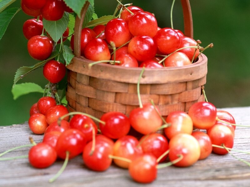 Red Cherries in Basket