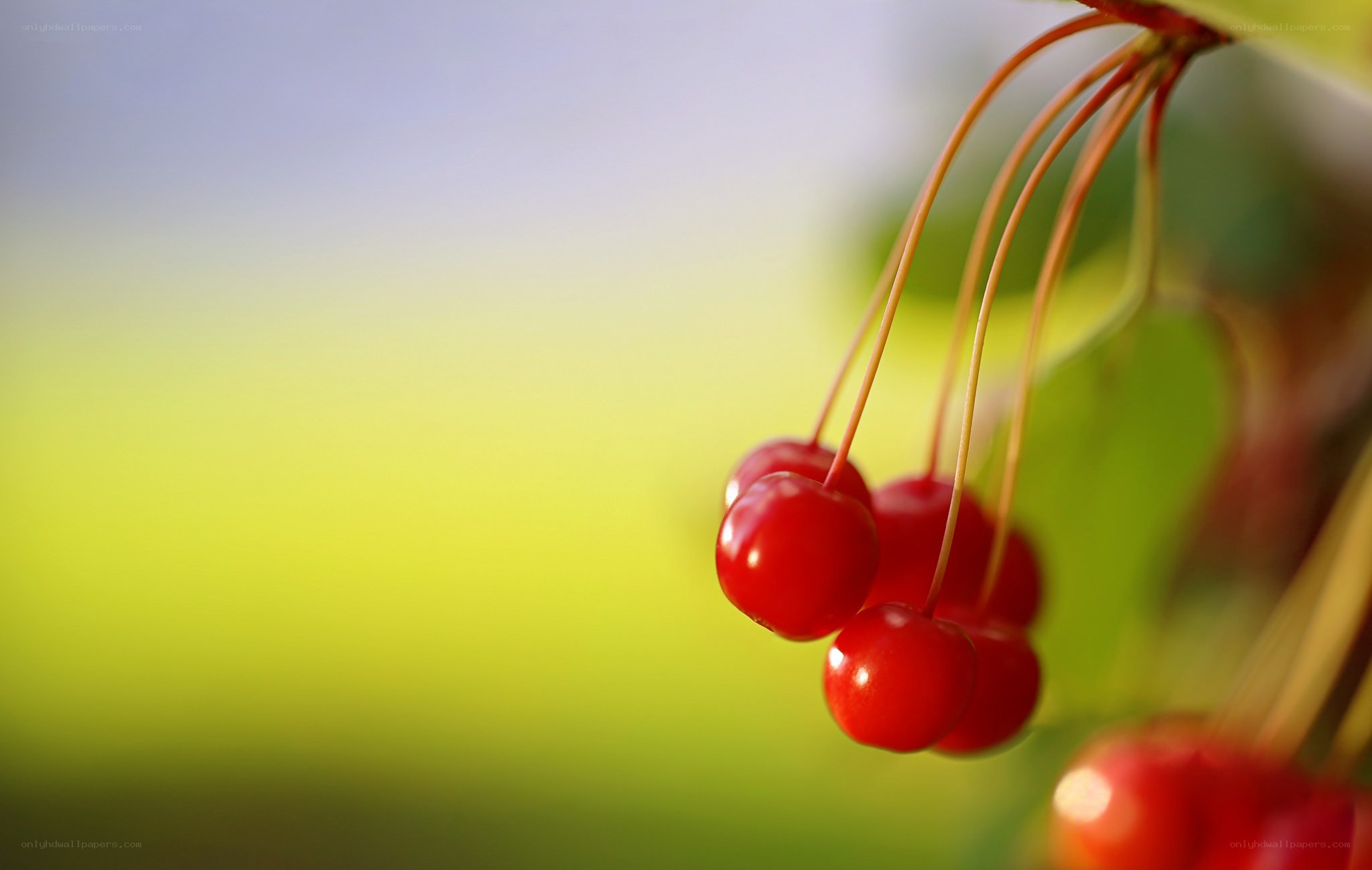 red cherries on a branch