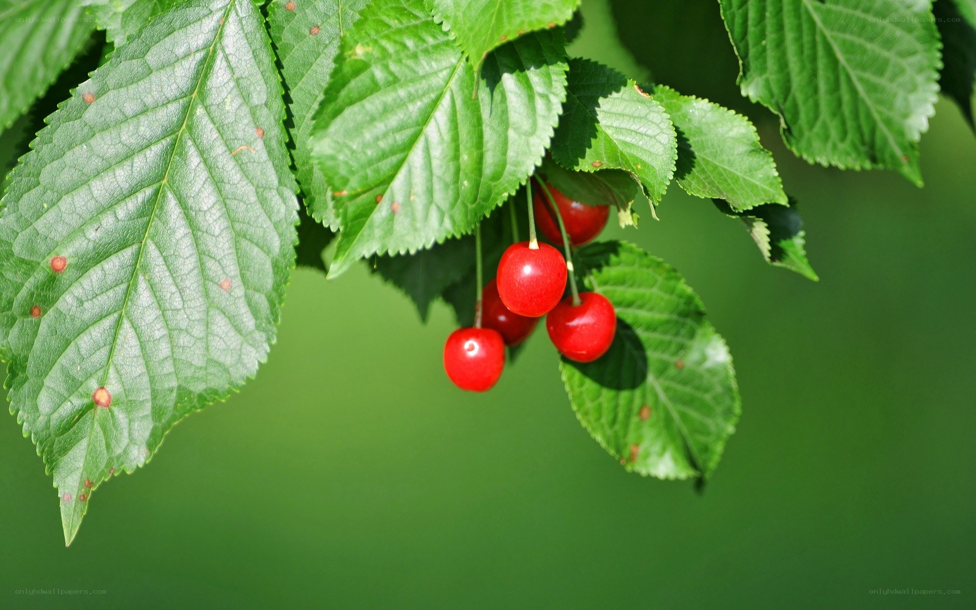 red cherries on a branch