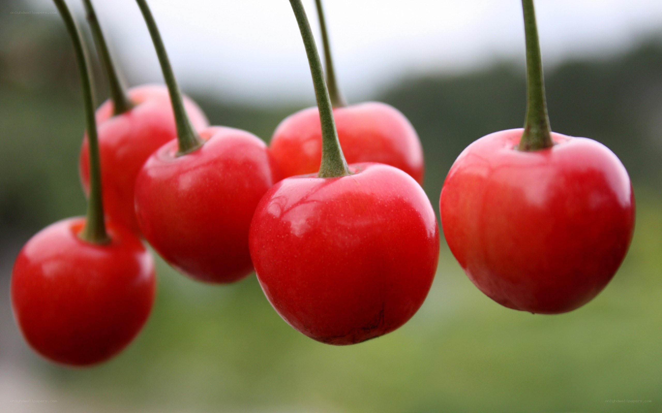 red cherries on a branch