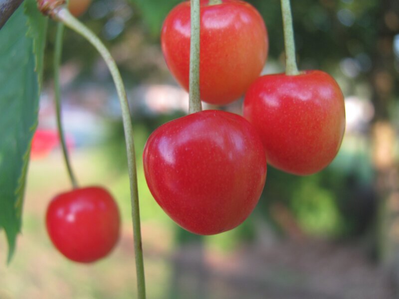Red Cherries on a Branch — Natural, Afternoon, Photograph, Leaves, Stem