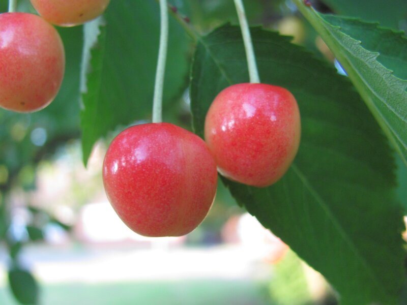 Red Cherries on a Branch — Natural, Afternoon, Photograph, Leaves