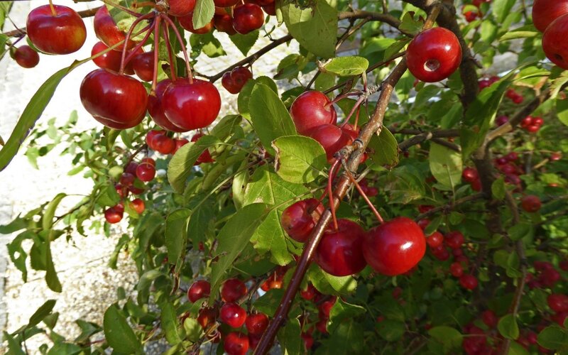 Red Cherries on a Branch — Natural, Afternoon