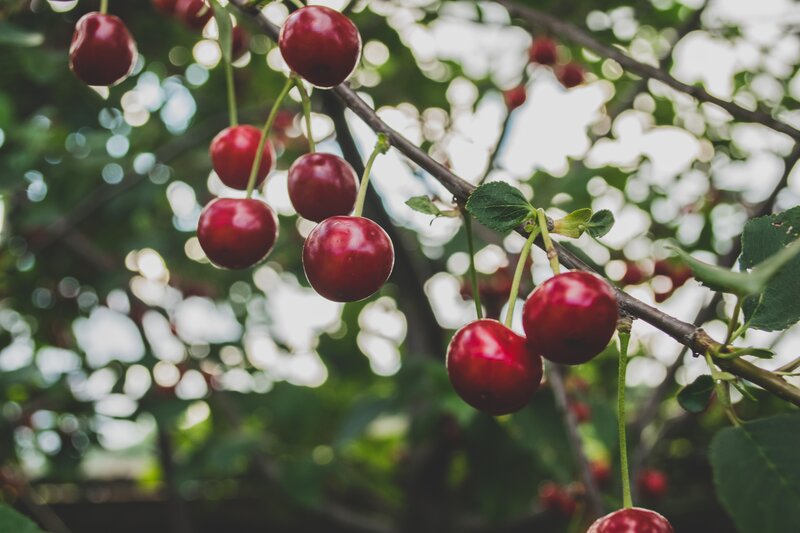 Red Cherries on a Branch — Natural, Summer, Photograph